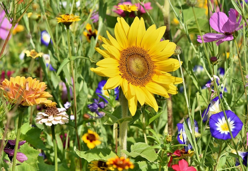Garden Landscape